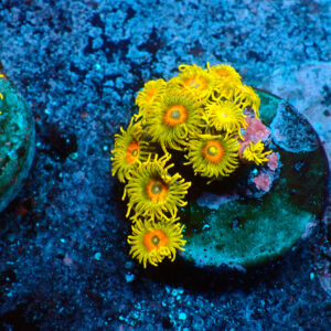 TC Zoanthus Super Sunflower