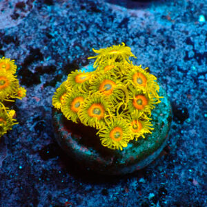 TC Zoanthus Super Sunflower