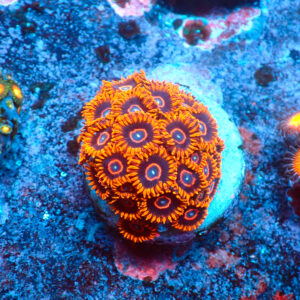 TC Zoanthus Red Hornets