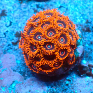 TC Zoanthus Red Hornets Colonia