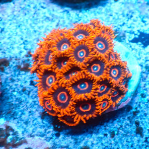 TC Zoanthus Red Hornets Colonia