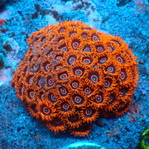 TC Zoanthus Red Hornets Colonia XXL