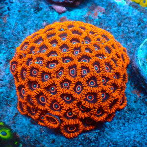 TC Zoanthus Red Hornets Colonia XXL