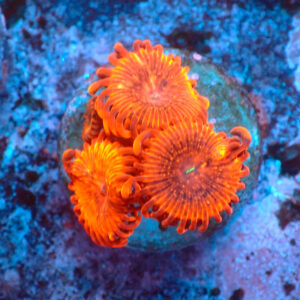 TC Zoanthus X Men