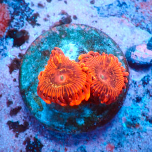 TC Zoanthus X Men