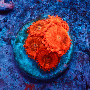 TC Zoanthus X Men