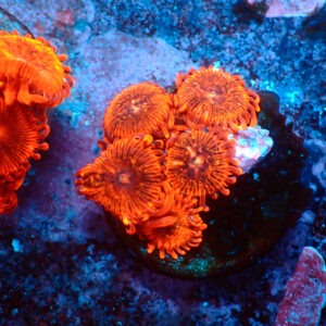 TC Zoanthus X Men