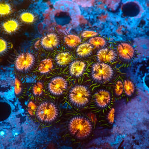 TC Zoanthus Nirvana Colonia