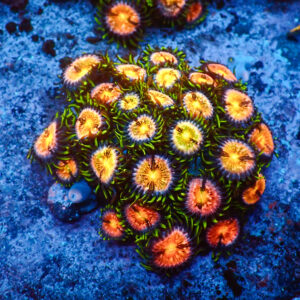 TC Zoanthus Nirvana Colonia