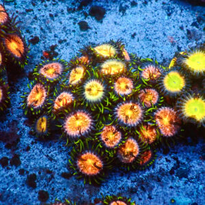 TC Zoanthus Nirvana Colonia