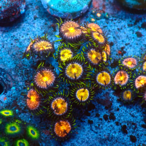 TC Zoanthus Nirvana