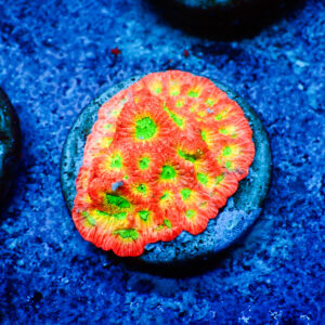 TC Favites Day-Glo