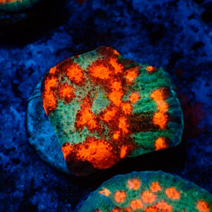 TC Chalice Alien Pox frag XL