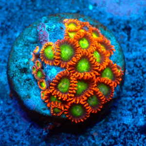 TC Zoanthus Goblins on Fire
