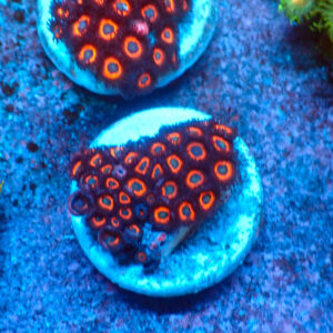 TC Zoanthus Johnny Pumpking Seeds