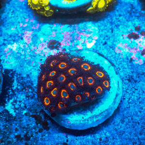 TC Zoanthus Johnny Pumpking Seeds