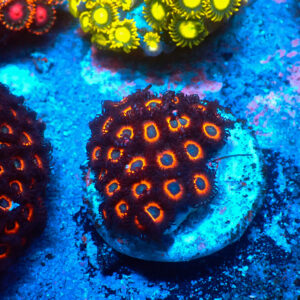 TC Zoanthus Johnny Pumpking Seeds
