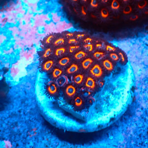 TC Zoanthus Johnny Pumpking Seeds