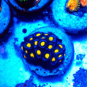 TC Zoanthus AOI Colonia