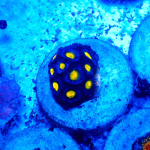 TC Zoanthus AOI