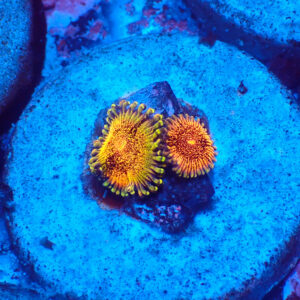 TC Zoanthus Speckled Dragon
