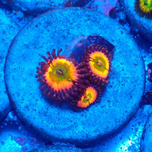 TC Zoanthus Rainbow Infusion