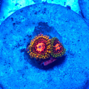TC Zoanthus Space Chaos