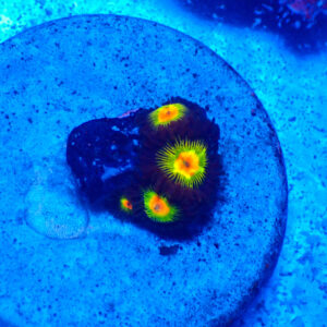 TC Zoanthus Green Lantern
