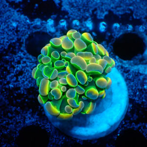 TC Euphyllia parancora OG Hologram