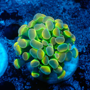 TC Euphyllia parancora OG Hologram