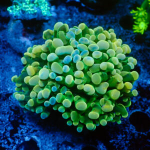 TC Euphyllia parancora Rainbow 3/4 cabezas