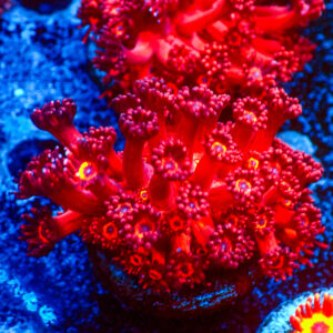 TC Goniopora Ultra Red