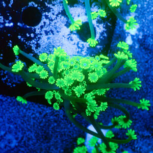 TC Alveopora Daisy frag XL