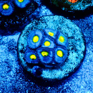 TC Zoanthus AOI