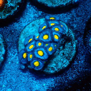 TC Zoanthus AOI
