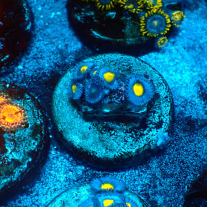TC Zoanthus AOI