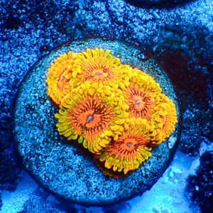 TC Zoanthus Grand Master Krakatoa