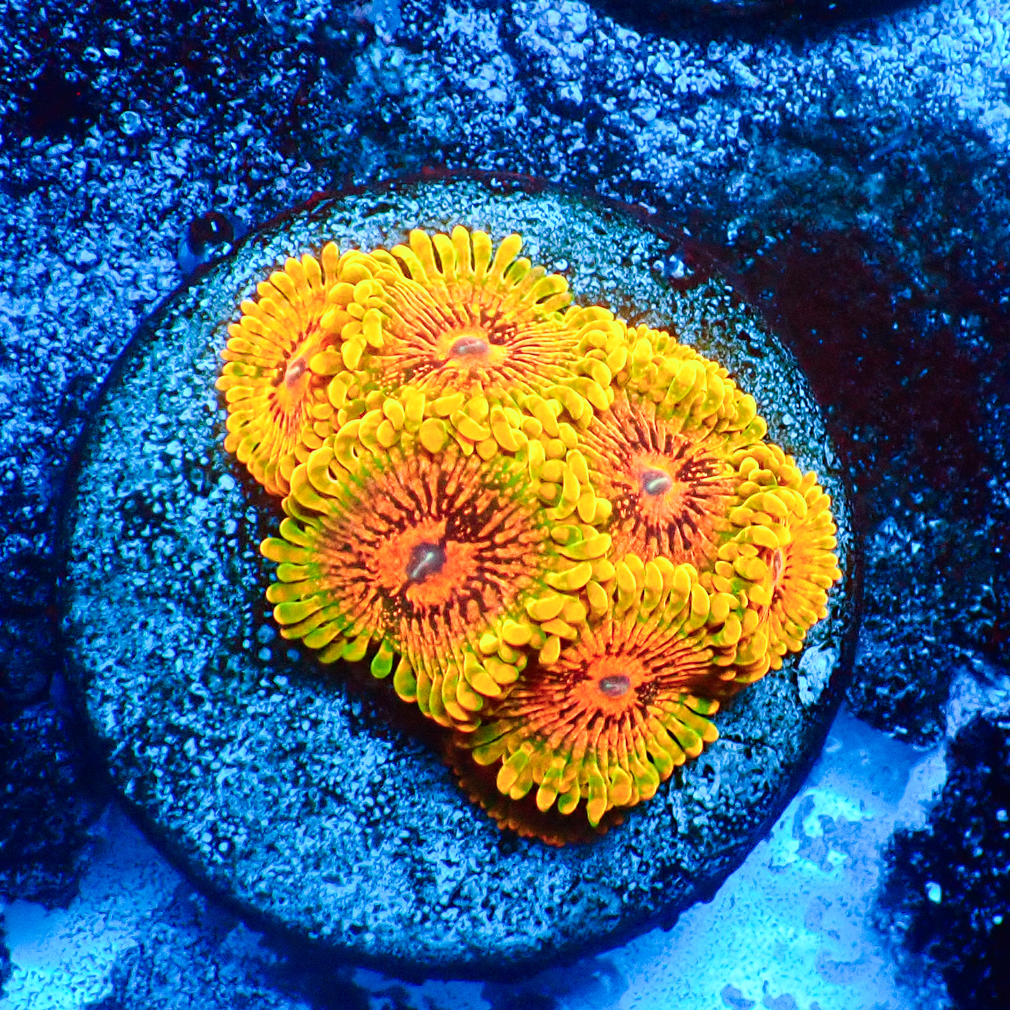 TC Zoanthus Grand Master Krakatoa