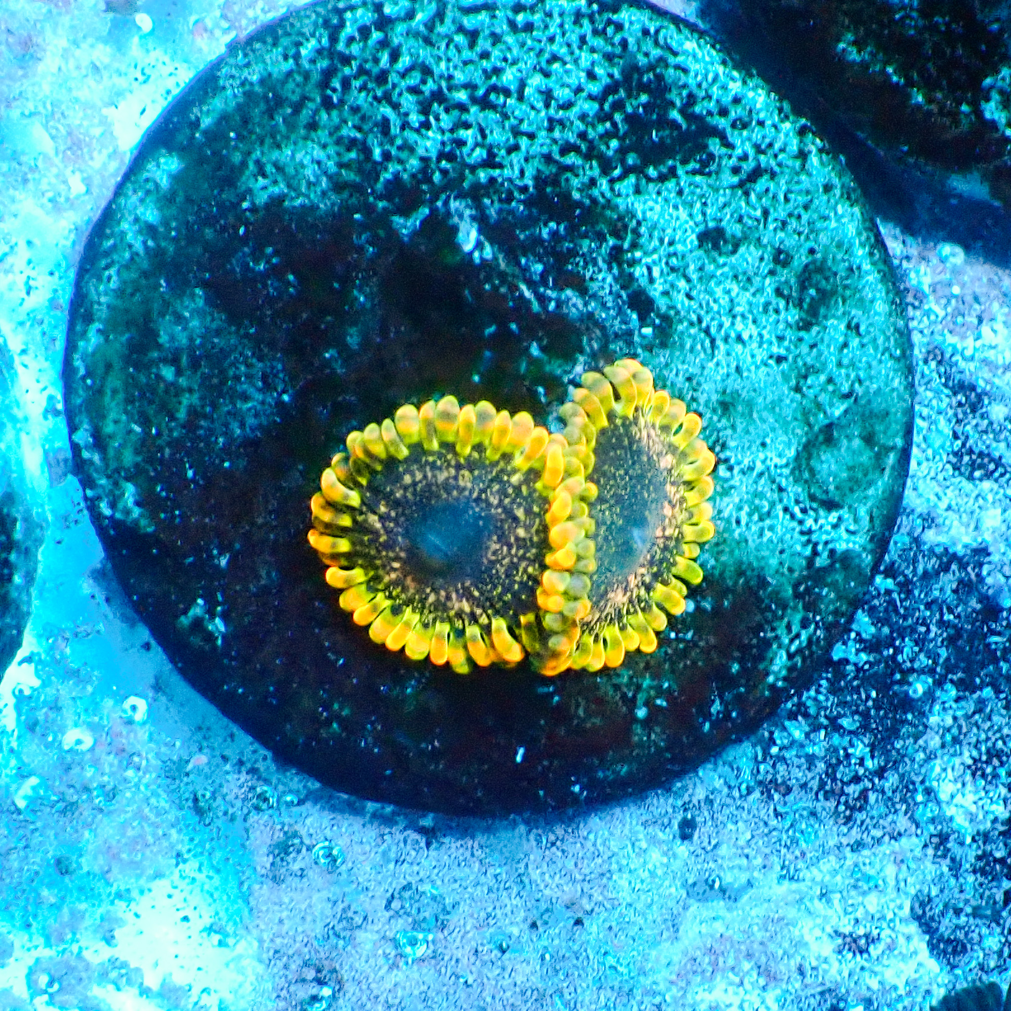 TC Zoanthus Tantrum