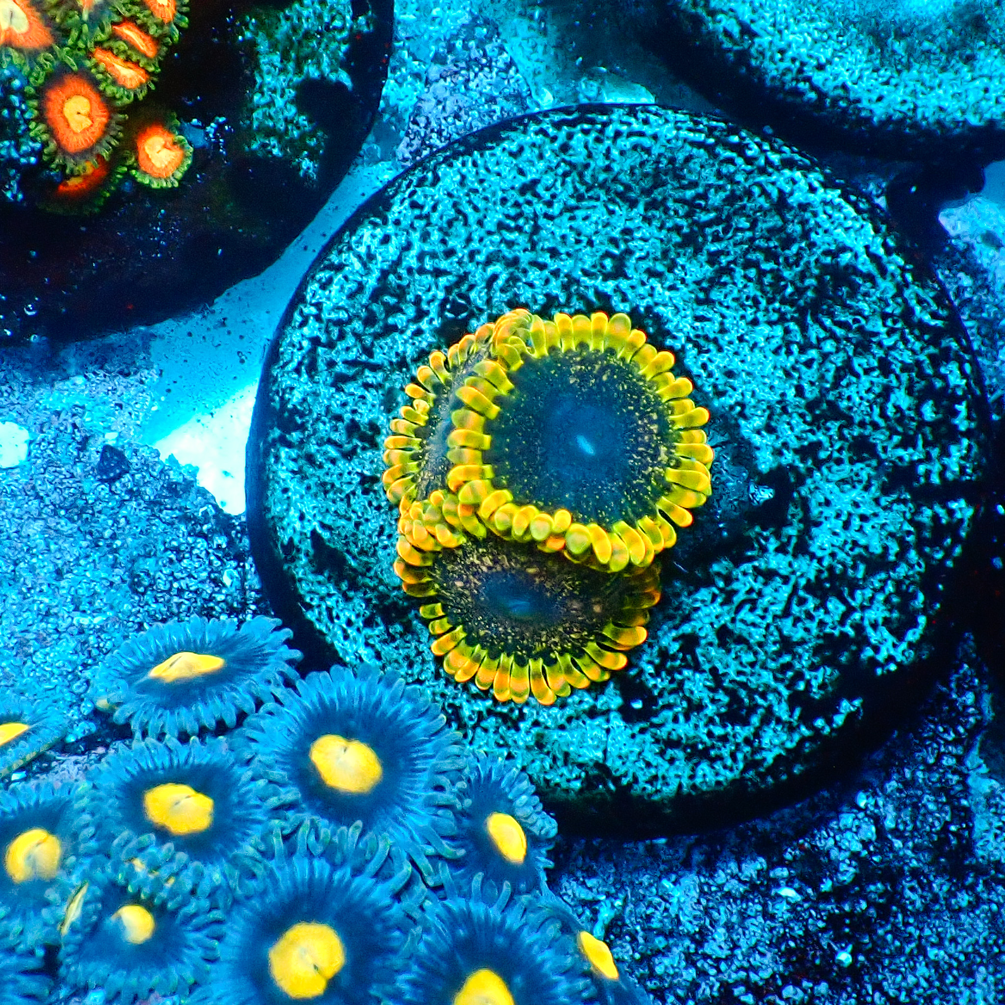 TC Zoanthus Tantrum