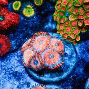 TC Zoanthus Seductions