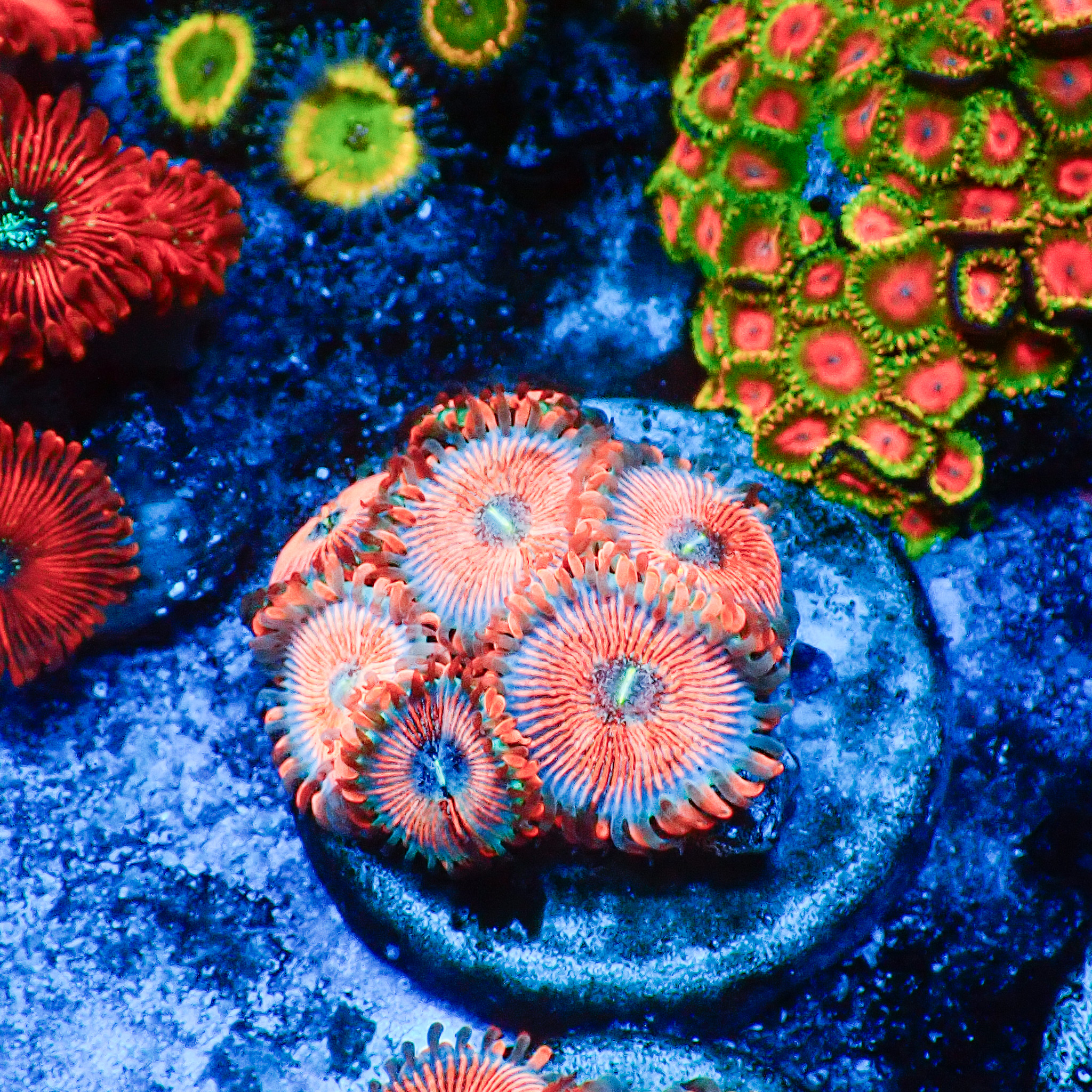 TC Zoanthus Seductions