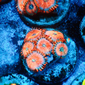 TC Zoanthus Seductions