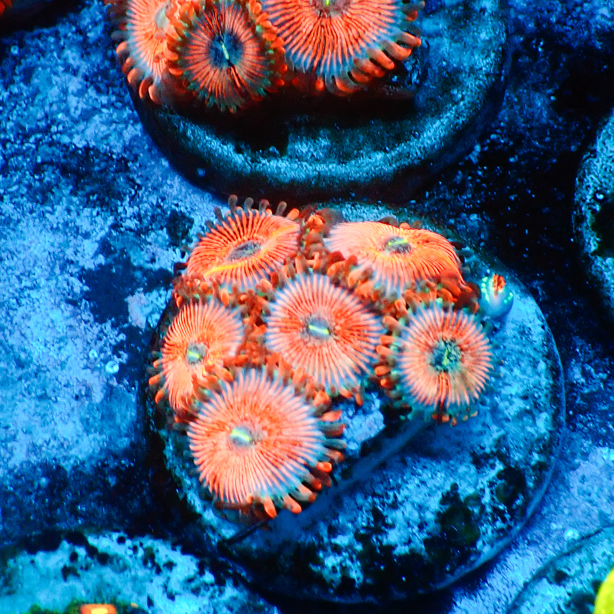 TC Zoanthus Seductions