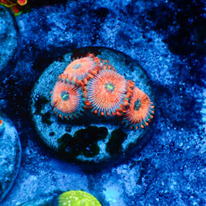 TC Zoanthus Seductions