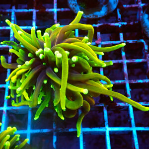 TC Euphyllia glabrecens Dragon Soul Doble cabeza