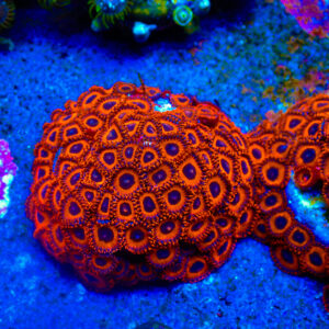 TC Zoanthus Kedd´s Reds Colonia