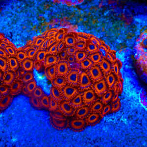 TC Zoanthus Kedd´s Reds Colonia