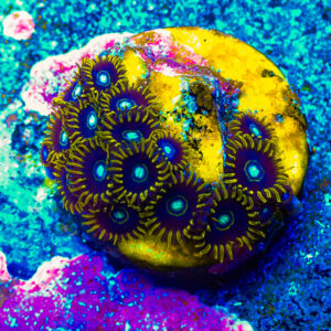 TC Zoanthus Blue Hornets