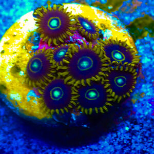 TC Zoanthus Blue Hornets